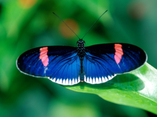 Collection Beautiful Butterfly (152 wallpapers)