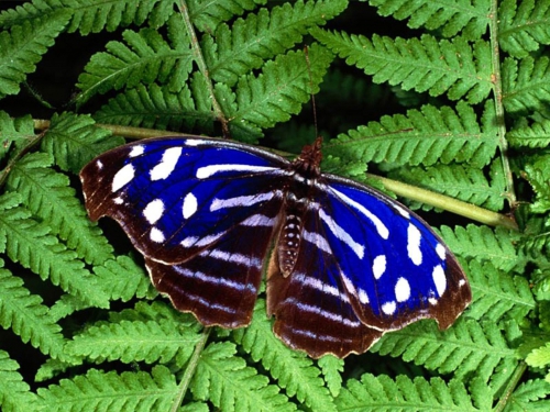 Collection Beautiful Butterfly (152 wallpapers)