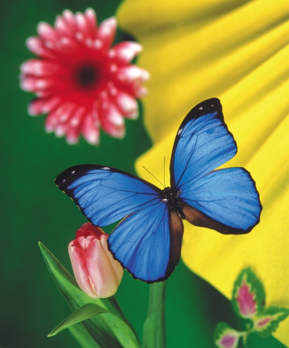 Collection Beautiful Butterfly (152 wallpapers)