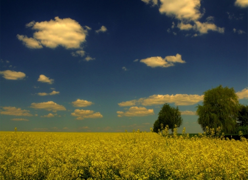 Wallpaper Landscapes Fields (163 wallpapers)