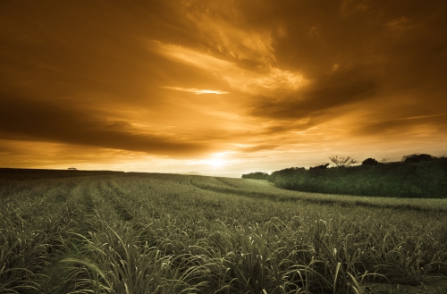 Wallpaper Landscapes Fields (163 wallpapers)