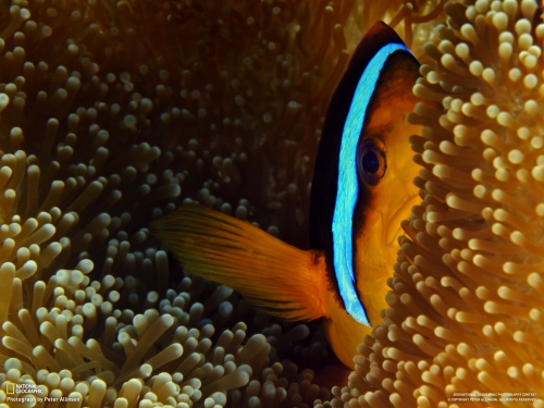 Underwater Wallpapers  (102 wallpapers)