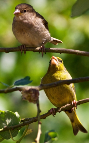 Wonderful wildlife on the desktop (05/09/2011 / HQ) (172 wallpapers)