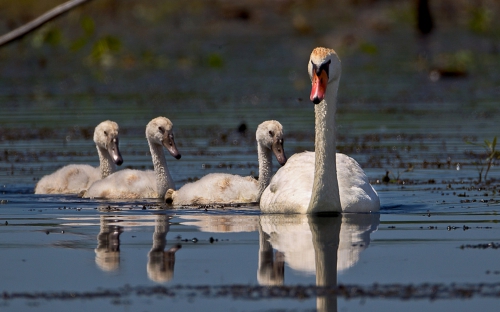 Wonderful wildlife on the desktop (05/09/2011 / HQ) (172 wallpapers)