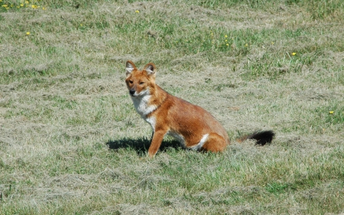 Wonderful wildlife on the desktop (05/09/2011 / HQ) (172 wallpapers)