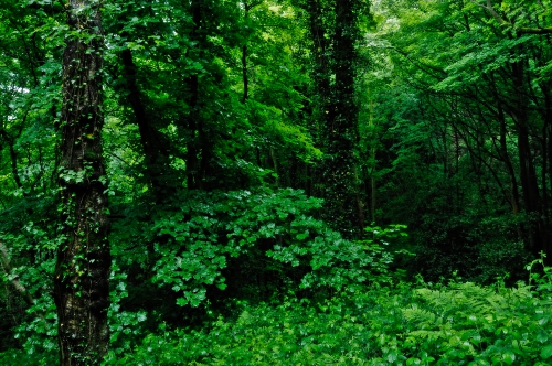 Wallpapers - Forest nature (120 wallpapers)