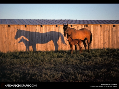 National Geographic Wallpapers (1113 wallpapers)