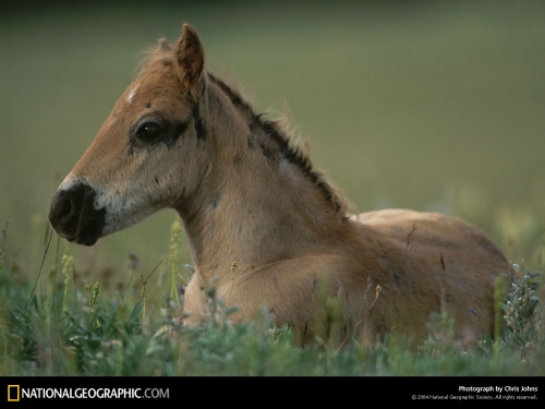 National Geographic Wallpapers (1113 wallpapers)