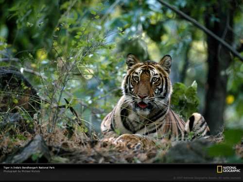 National Geographic Wallpapers (1113 wallpapers)