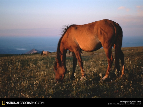 National Geographic Wallpapers (1113 wallpapers)