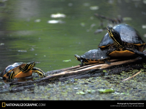 National Geographic Wallpapers (1113 wallpapers)