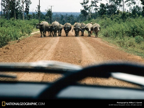 National Geographic Wallpapers (1113 wallpapers)