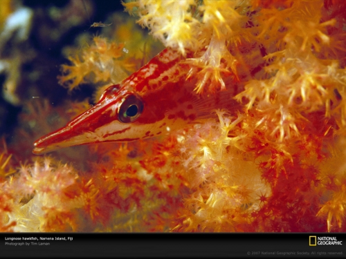 National Geographic Wallpapers (1113 wallpapers)