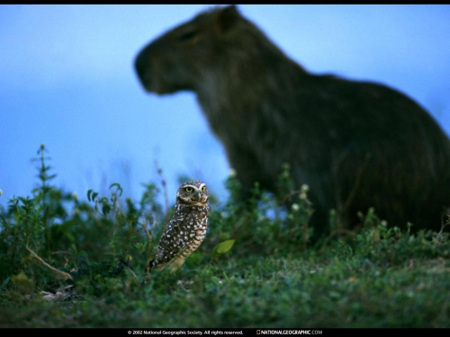 National Geographic Wallpapers (1113 wallpapers)