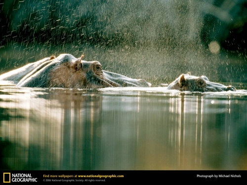 National Geographic Wallpapers (1113 wallpapers)