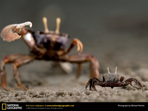 National Geographic Wallpapers (1113 wallpapers)