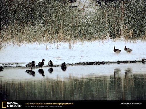 National Geographic Wallpapers (1113 wallpapers)