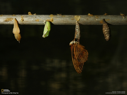 National Geographic Wallpapers (1113 wallpapers)