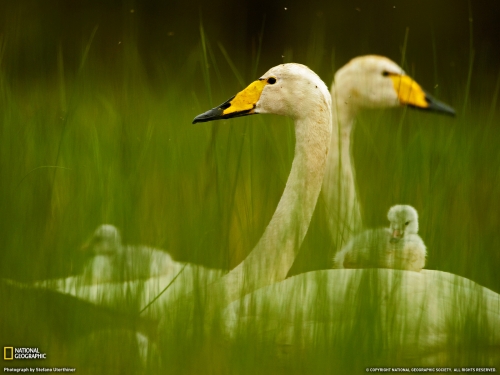 National Geographic Wallpapers (1113 wallpapers)