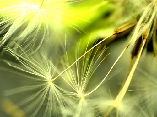 Macro Wallpapers (161 wallpapers)