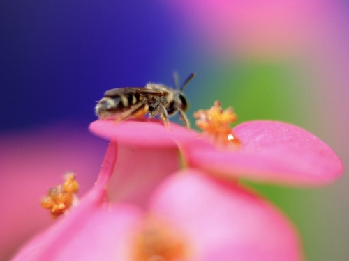 Macro Wallpapers (161 wallpapers)