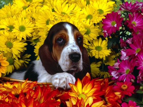 Dogs Wallpapers (144 wallpapers)