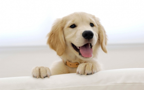 Dogs Wallpapers (144 wallpapers)