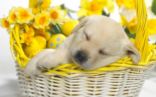 Dogs Wallpapers (144 wallpapers)