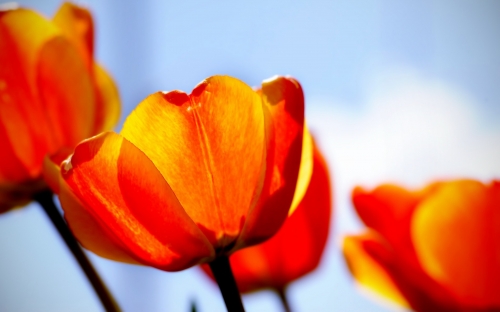 Flowers Wallpapers (102 wallpapers)