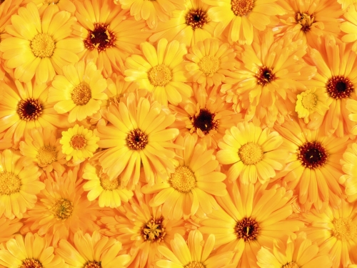 Flowers Wallpapers (102 wallpapers)