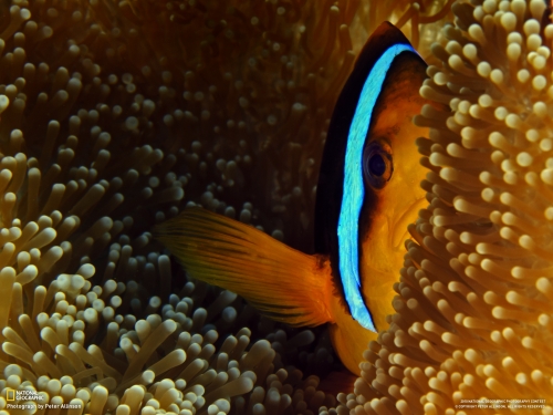 Underwater Wallpapers (195 wallpapers)