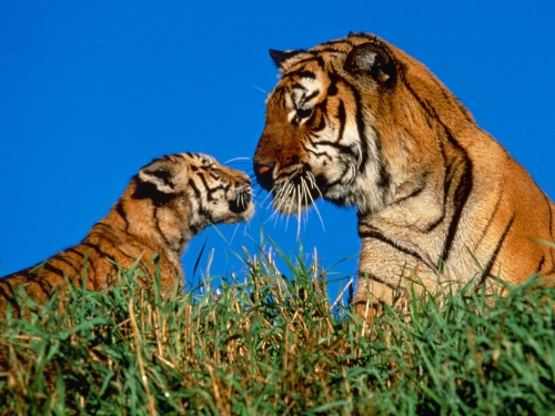 Animals Wallpapers, Animal Wallpapers (223 wallpapers)