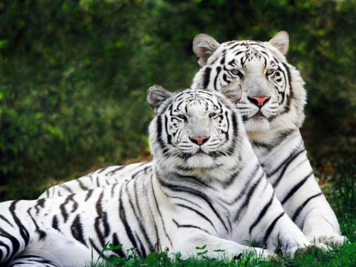 Animals Wallpapers, Animal Wallpapers (223 wallpapers)