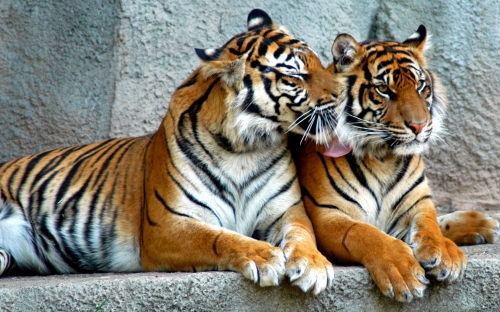 Animals Wallpapers, Animal Wallpapers (223 wallpapers)