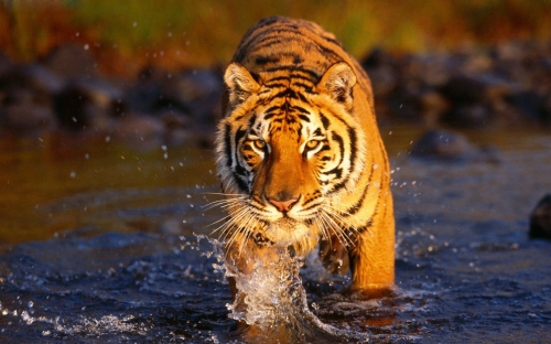 Animals Wallpapers, Animal Wallpapers (223 wallpapers)