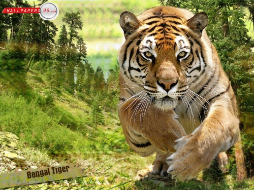 Animals Wallpapers, Animal Wallpapers (223 wallpapers)