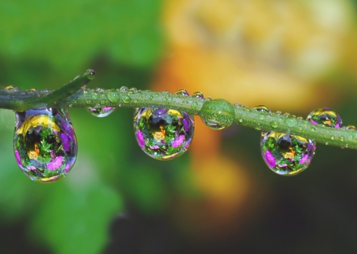 Beautiful macro wallpapers (114 wallpapers)