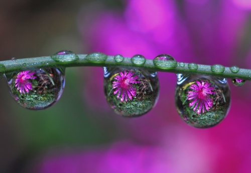 Beautiful macro wallpapers (114 wallpapers)