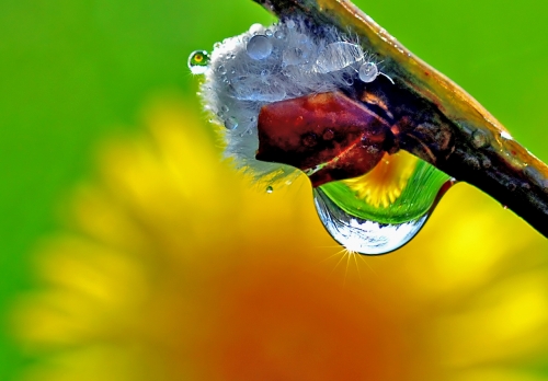 Beautiful macro wallpapers (114 wallpapers)