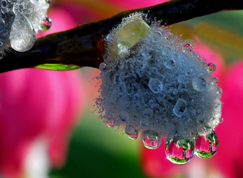 Beautiful macro wallpapers (114 wallpapers)