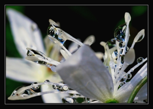 Beautiful macro wallpapers (114 wallpapers)