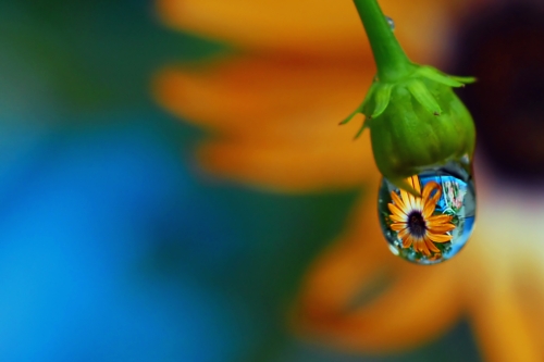 Beautiful macro wallpapers (114 wallpapers)