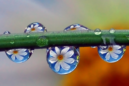 Beautiful macro wallpapers (114 wallpapers)