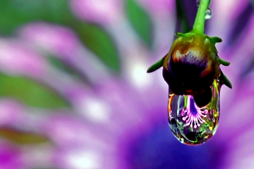 Beautiful macro wallpapers (114 wallpapers)