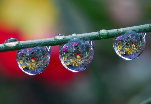 Beautiful macro wallpapers (114 wallpapers)