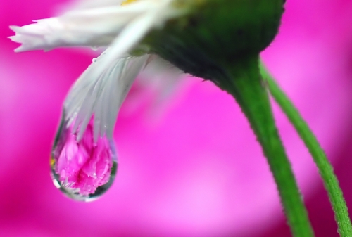 Beautiful macro wallpapers (114 wallpapers)