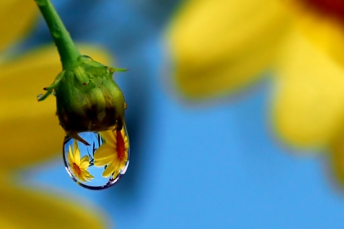 Beautiful macro wallpapers (114 wallpapers)