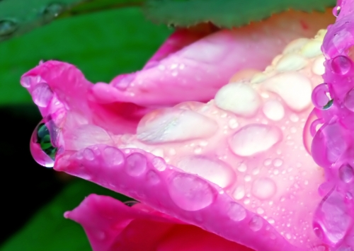 Beautiful macro wallpapers (114 wallpapers)