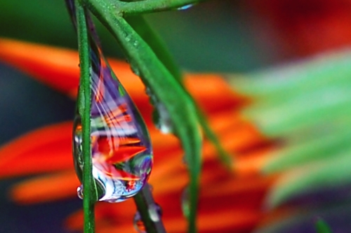 Beautiful macro wallpapers (114 wallpapers)