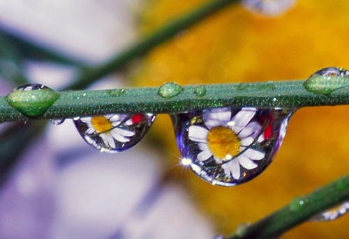 Beautiful macro wallpapers (114 wallpapers)